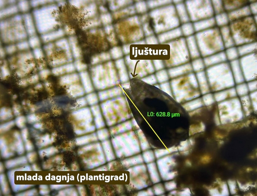 (Foto: Aquarium Pula)