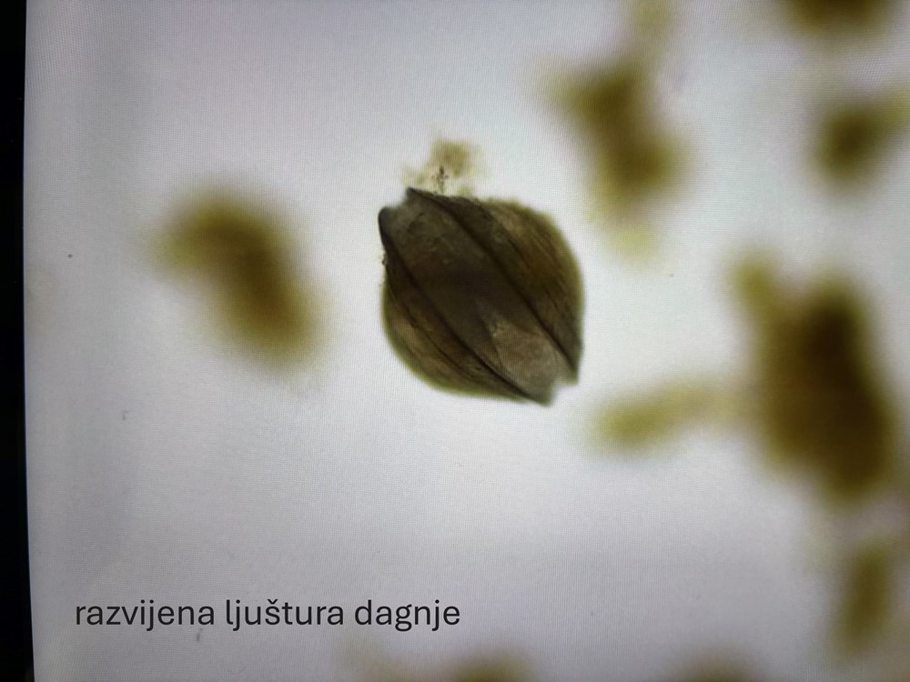 (Foto: Aquarium Pula)