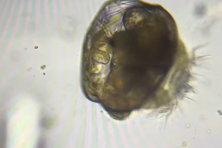 (Foto: Screenshot / Aquarium Pula)