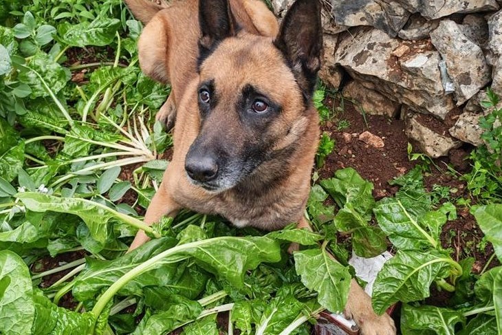 (Foto: PU splitsko-dalmatinska)