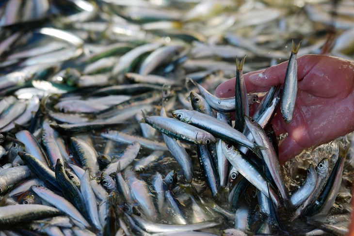 Ilustracija (Snimio Hrvoje Jelavić / Pixsell)