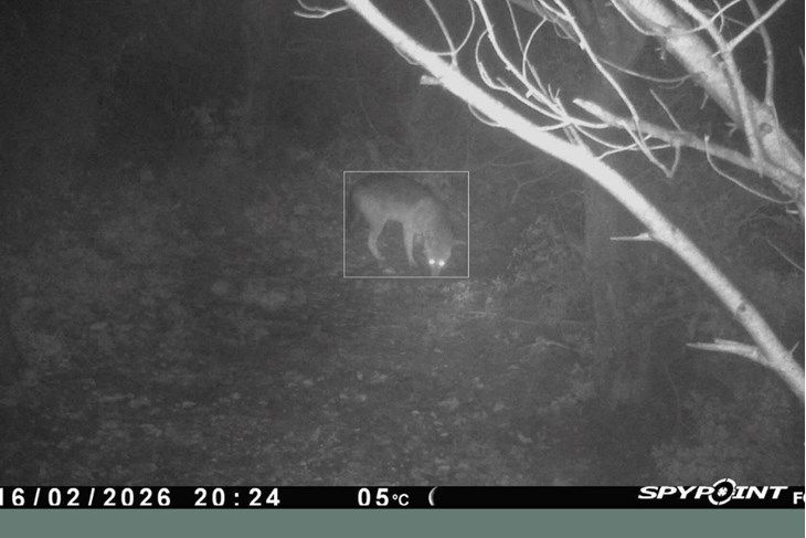 (Foto: Javna ustanova Kamenjak)