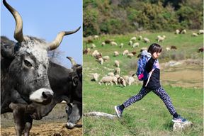 (Snimio Igor Zenzerović)