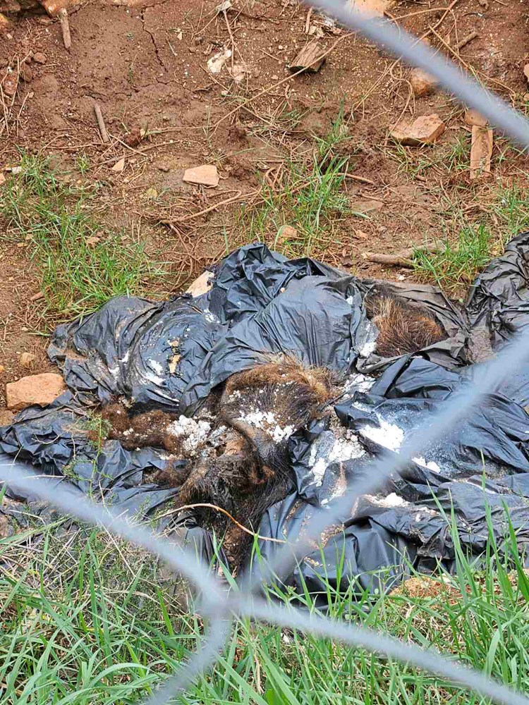 (Snimila čitateljica Glasa Istre)