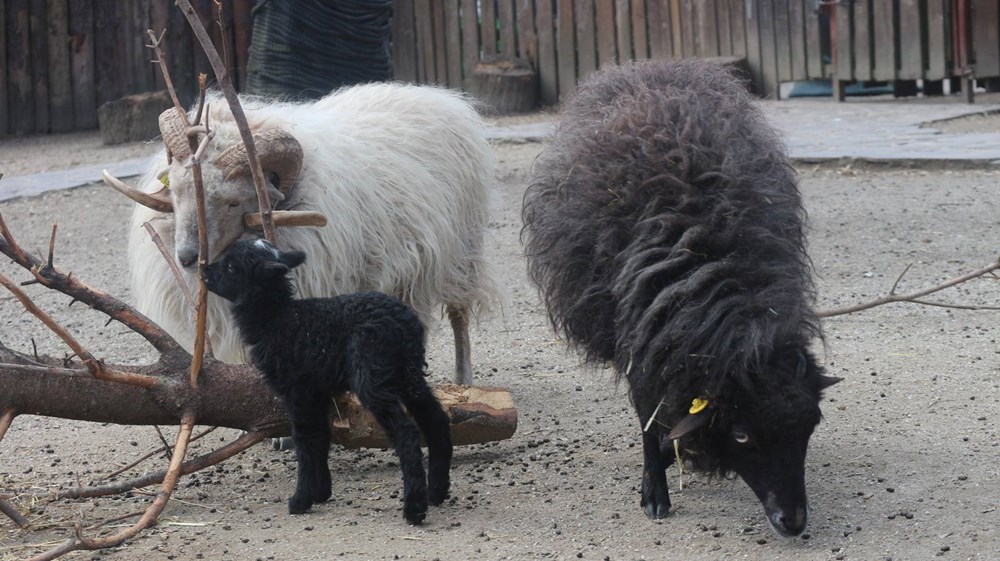 (Foto Zoolo&scaron;ki vrt Zagreb)