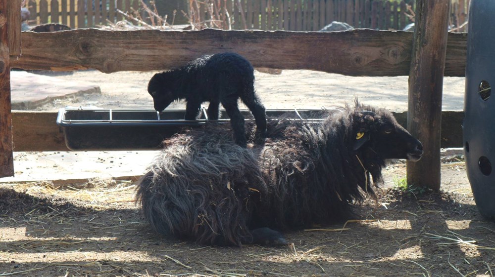 (Foto Zoolo&scaron;ki vrt Zagreb)
