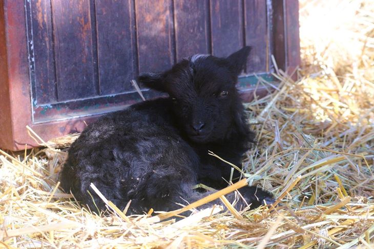(Foto Zoološki vrt Zagreb)
