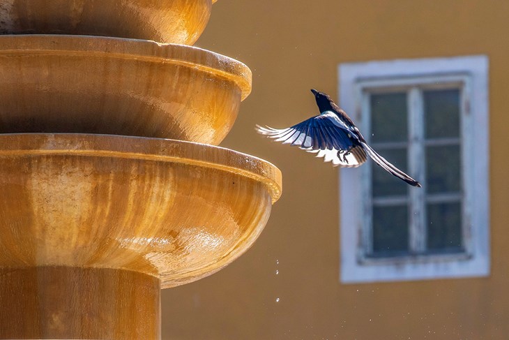 (Snimio Srećko Niketić/Pixsell)