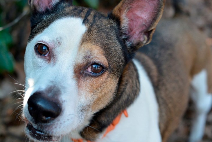 (Foto Prijatelji životinja)