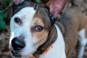 (Foto Prijatelji životinja)