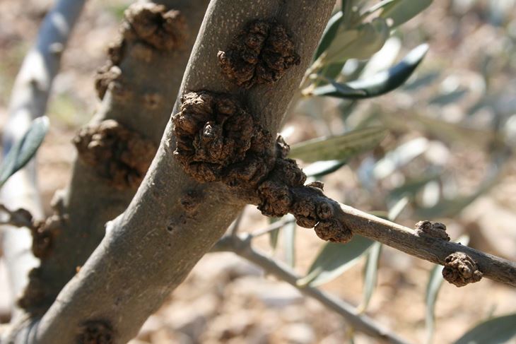 (Snimio Marijan Tomac)