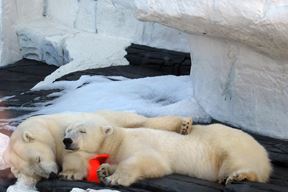 Ilustracija (Pixabay)