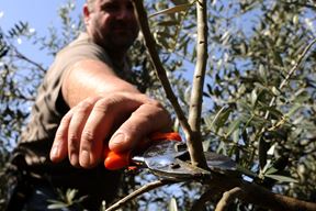 (Snimio Milivoj Mijošek)