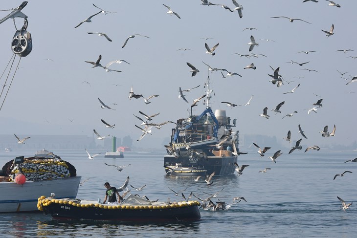 (Snimio Duško Marušić / Pixsell)