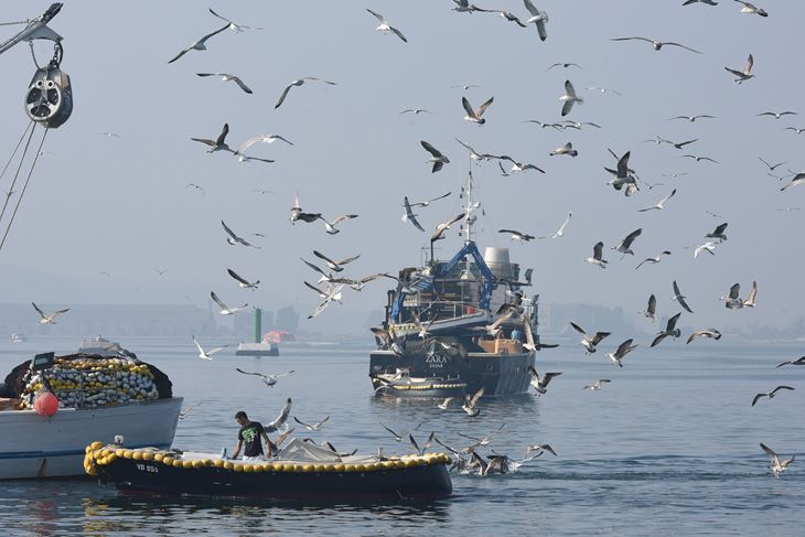 (Snimio Duško Marušić / Pixsell)