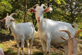 (Snimila Gordana Čalić Šverko)