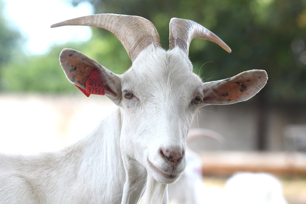 (Snimio Milivoj Mijo&scaron;ek)