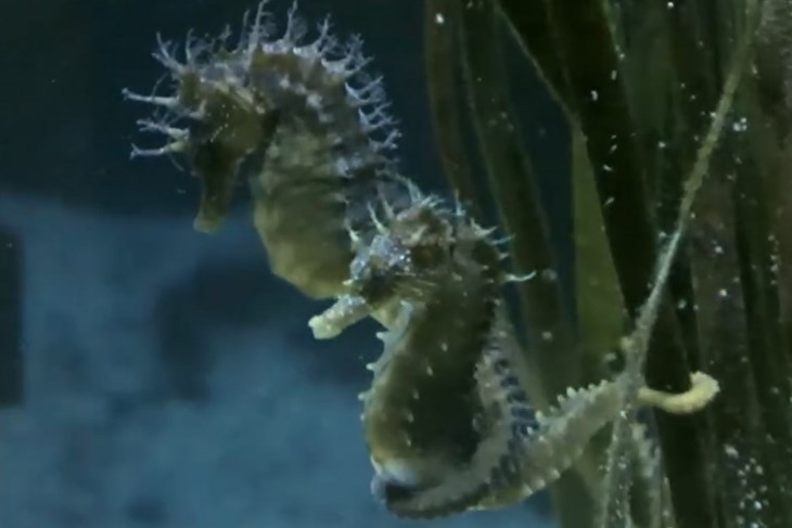 (Foto: Screenshot / Aquarium Pula)