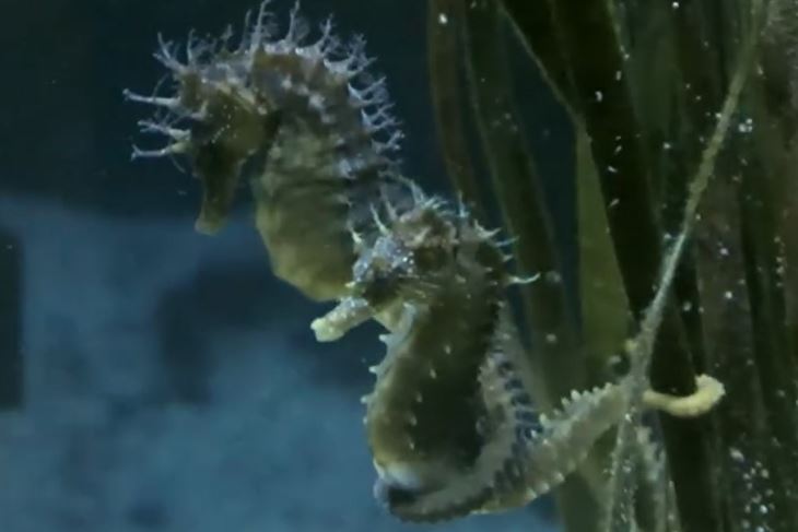 (Foto: Screenshot / Aquarium Pula)