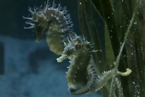 (Foto: Screenshot / Aquarium Pula)