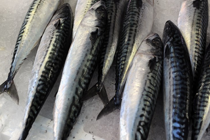 (Snimio Ognjen Alujevic)