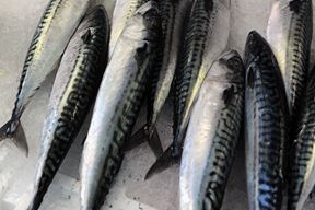 (Snimio Ognjen Alujevic)