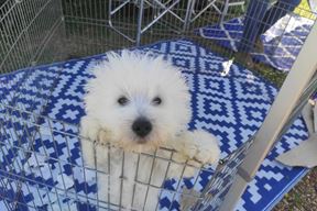 (Snimila Sandra Zrinić Terlević)