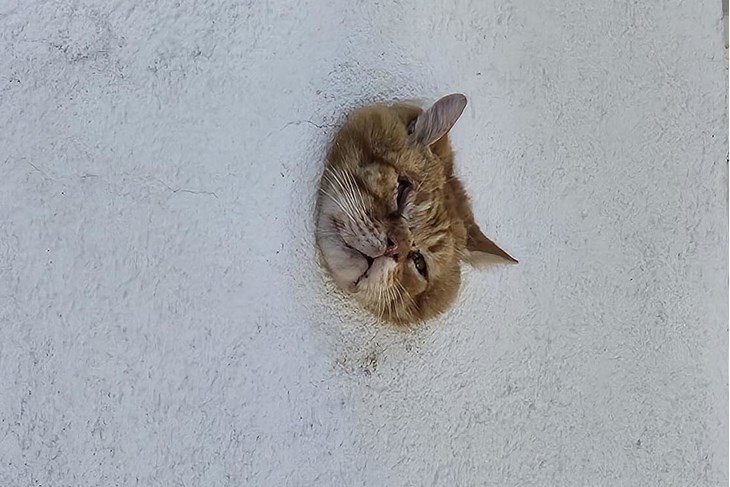 (Foto: DVD Žrnovica)