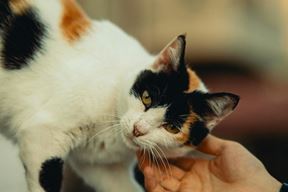 Ilustracija (Pexels)