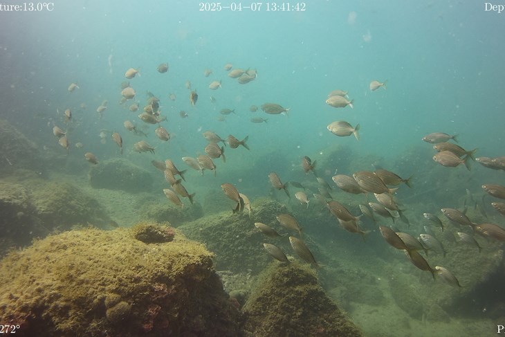 (Arhiva Glasa Istre)