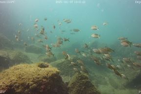 (Arhiva Glasa Istre)