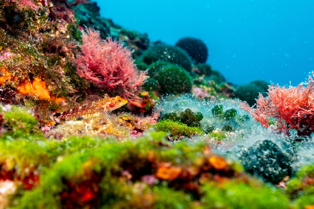 (Snimio Anton Unković)