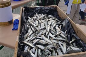 (Arhiva Glasa Istre)