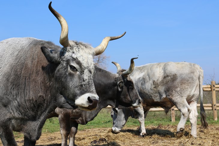 (Snimio Igor Zenzerović)