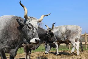 (Snimio Igor Zenzerović)