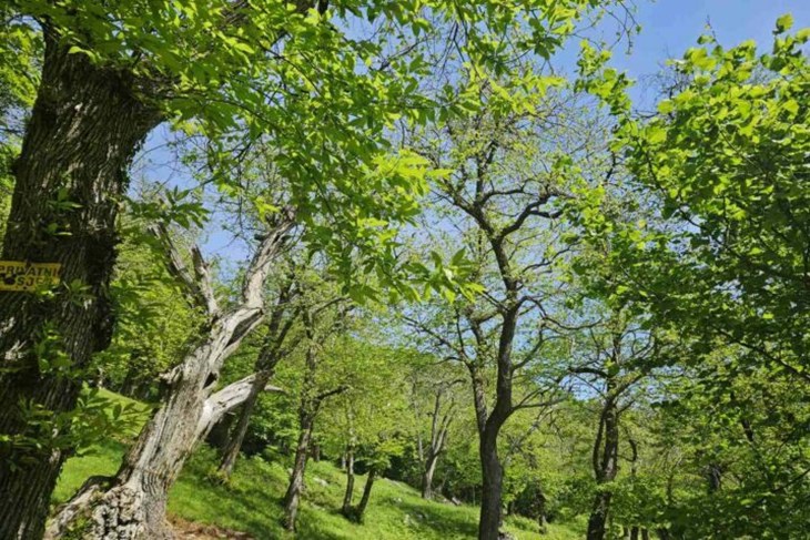(Foto: Grad Opatija)