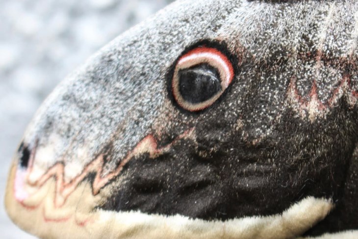 (Foto: Paula Markoč i Nina Išić)