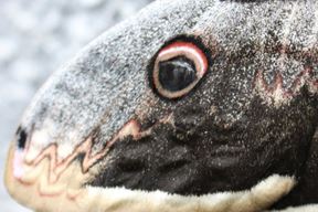 (Foto: Paula Markoč i Nina Išić)