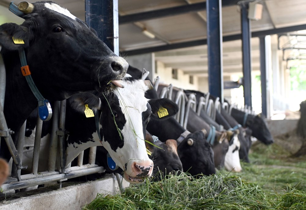 (Arhiva Novog lista)