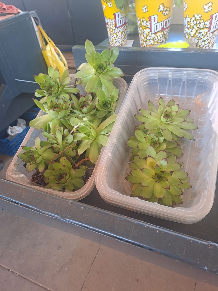 (Snimila Jelena Milović)