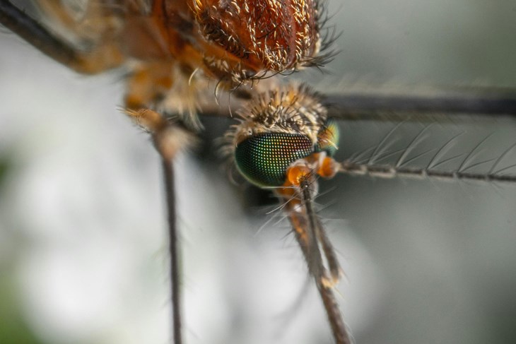 Ilustracija (Pexels)