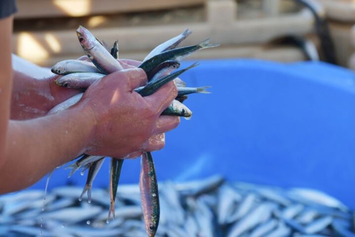 Ilustracija (Snimio Hrvoje Jelavić / Pixsell)