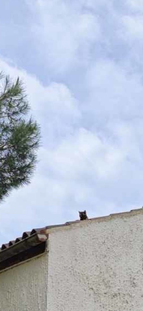 (Foto: &Scaron;ape Rovinj)