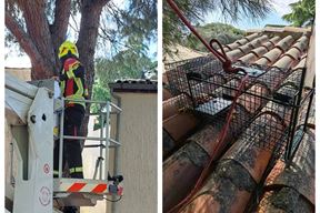 (Foto: Šape Rovinj)