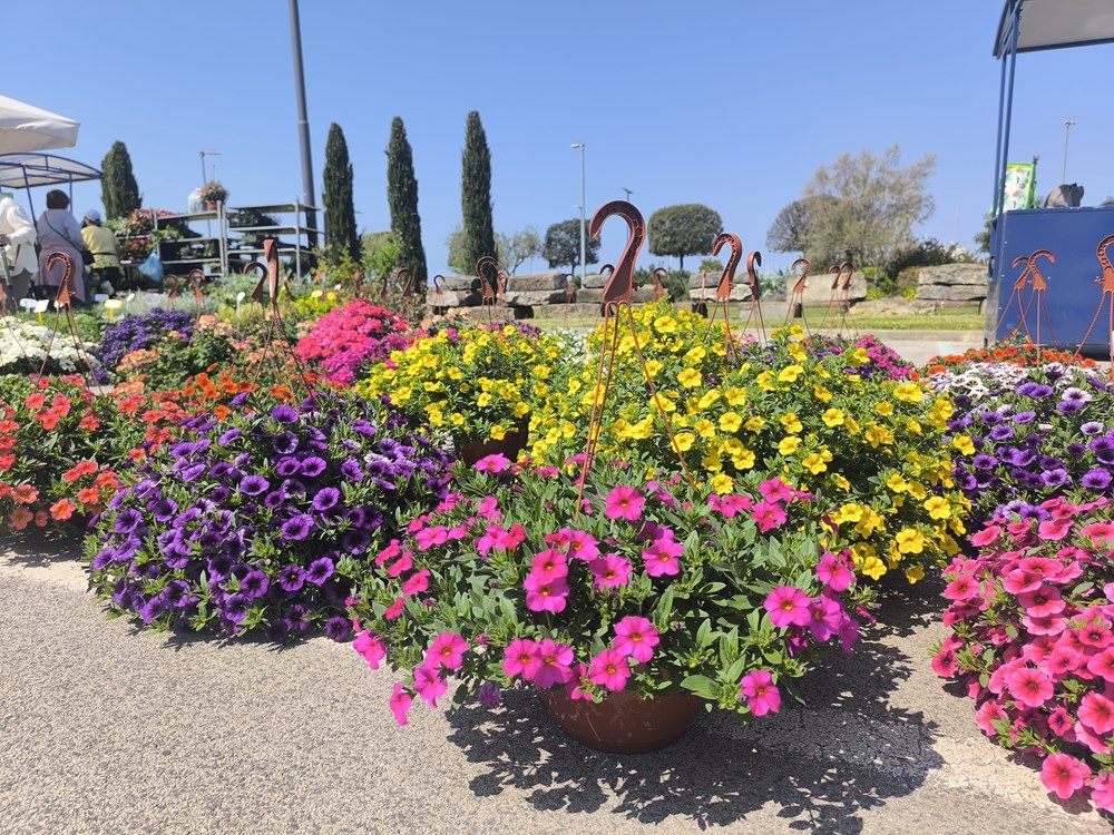 (Snimio Zvonimir Guzić)