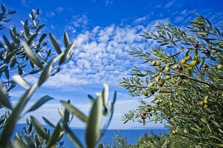 Ilustracija (Foto: CHROMOS AGRO)