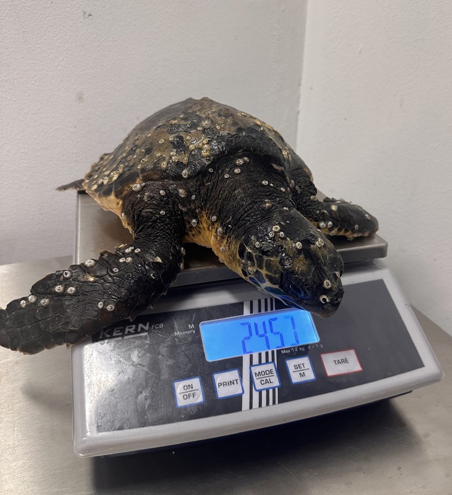 (Foto: Aquarium Pula)