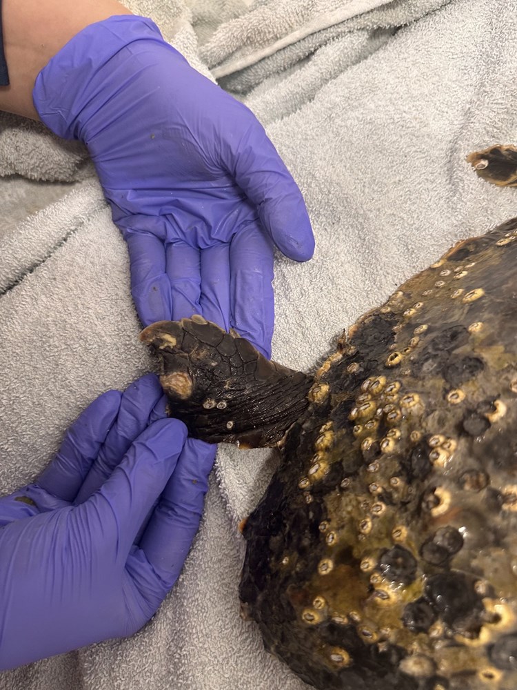 (Foto: Aquarium Pula)