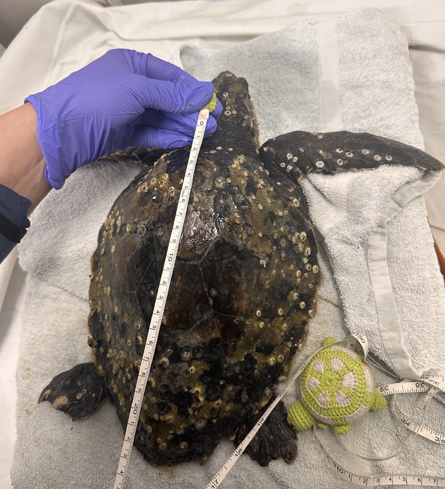 (Foto: Aquarium Pula)