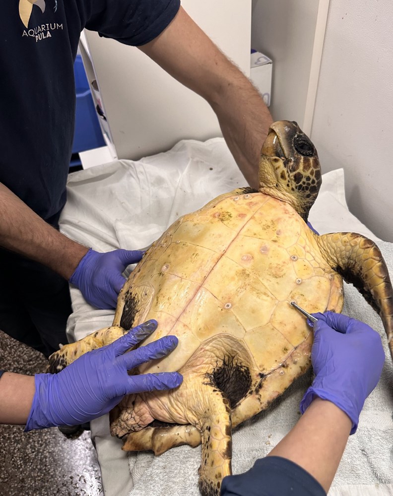 (Foto: Aquarium Pula)